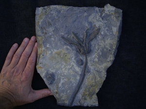 Seelilie Encrinus, Trias