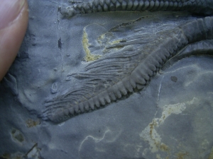 Seelilie Encrinus, Trias