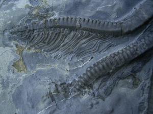 Seelilie Encrinus, Trias