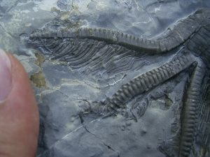 Seelilie Encrinus, Trias
