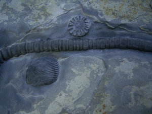 Seelilie Encrinus, Trias