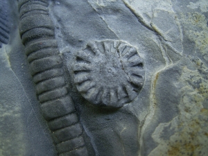 Seelilie Encrinus, Trias