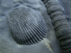 Seelilie Encrinus, Trias