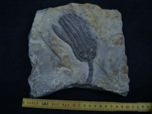 Seelilie Encrinus, Trias #2