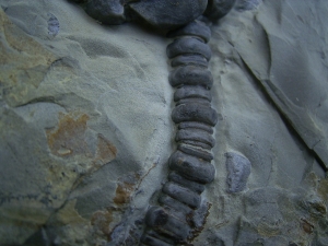 Seelilie Encrinus, Trias #2