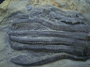 Seelilie Encrinus, Trias #2