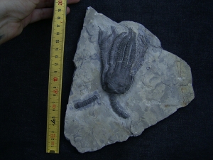 Seelilie Encrinus, Trias #3