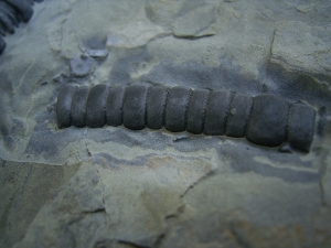 Seelilie Encrinus, Trias #3