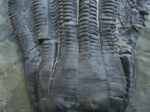 Seelilie Encrinus, Trias #3