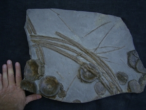 Eurhinosaurus Knochenplatte