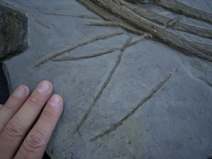 Eurhinosaurus Knochenplatte