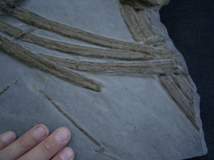 Eurhinosaurus Knochenplatte