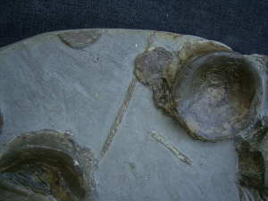 Eurhinosaurus Knochenplatte