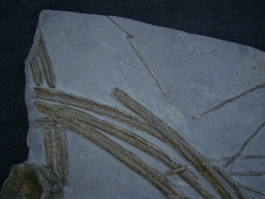 Eurhinosaurus Knochenplatte