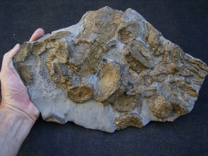 Temnodontosaurus Knochenplatte