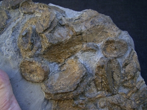 Temnodontosaurus Knochenplatte