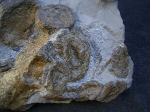 Temnodontosaurus Knochenplatte