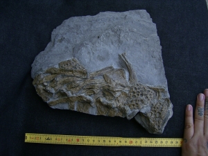 Steneosaurus Knochenplatte