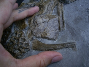 Steneosaurus Knochenplatte