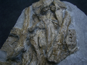 Steneosaurus Knochenplatte