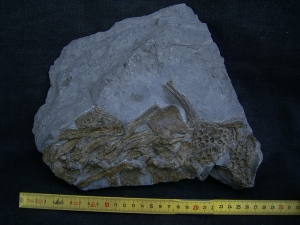 Steneosaurus Knochenplatte