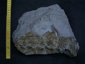 Steneosaurus Knochenplatte