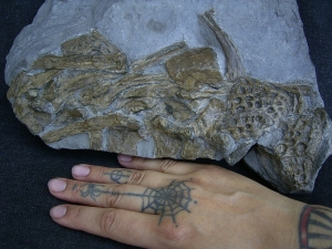 Steneosaurus Knochenplatte