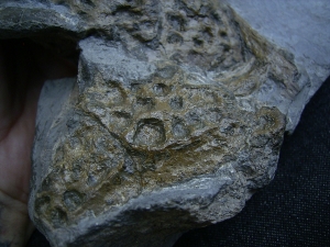 Steneosaurus Knochenplatte