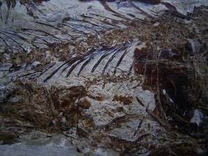 Eurypholis: Raubfisch mit Mageninhalt