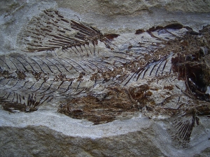 Eurypholis: Raubfisch mit Mageninhalt