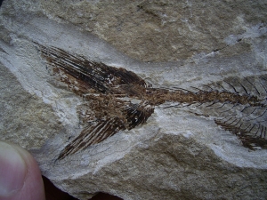 Eurypholis: Raubfisch mit Mageninhalt