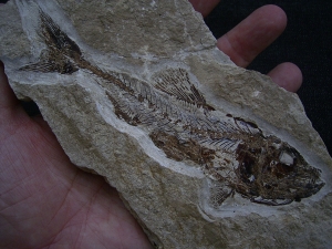 Eurypholis: Raubfisch mit Mageninhalt