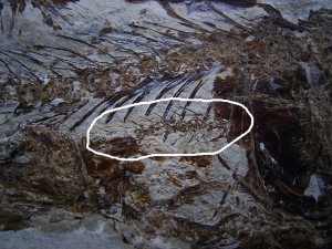 Eurypholis: Raubfisch mit Mageninhalt