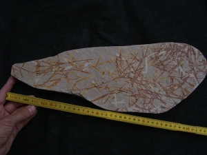 Lias-Pflanzenfossilien Podozamites