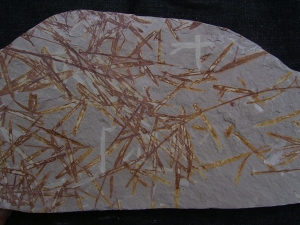 Lias-Pflanzenfossilien Podozamites