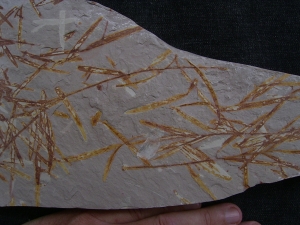 Lias-Pflanzenfossilien Podozamites