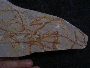 Lias-Pflanzenfossilien Podozamites