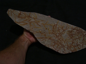 Lias-Pflanzenfossilien Podozamites