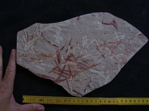 Pflanzen u. Fruchtstaende: Umkomasia, Thinfeldia, Podozamites