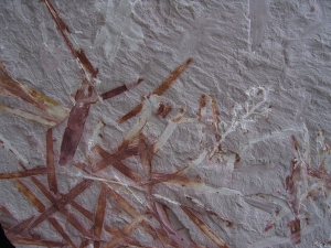 Pflanzen u. Fruchtstaende: Umkomasia, Thinfeldia, Podozamites