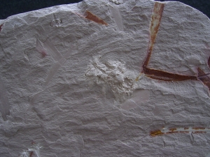 Pflanzen u. Fruchtstaende: Umkomasia, Thinfeldia, Podozamites