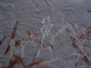 Pflanzen u. Fruchtstaende: Umkomasia, Thinfeldia, Podozamites