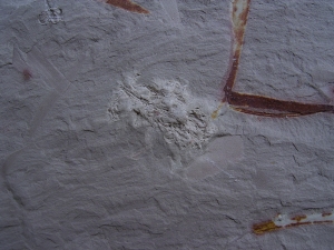 Pflanzen u. Fruchtstaende: Umkomasia, Thinfeldia, Podozamites