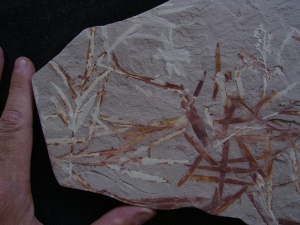 Pflanzen u. Fruchtstaende: Umkomasia, Thinfeldia, Podozamites