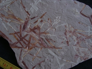 Pflanzen u. Fruchtstaende: Umkomasia, Thinfeldia, Podozamites