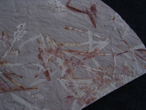 Pflanzen u. Fruchtstaende: Umkomasia, Thinfeldia, Podozamites