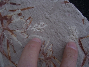 Pflanzen u. Fruchtstaende: Umkomasia, Thinfeldia, Podozamites