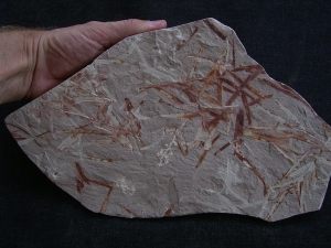 Pflanzen u. Fruchtstaende: Umkomasia, Thinfeldia, Podozamites