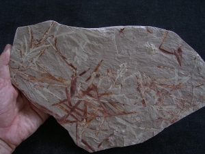 Pflanzen u. Fruchtstaende: Umkomasia, Thinfeldia, Podozamites