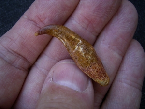 Flugsaurier Kralle Coloborhynchus